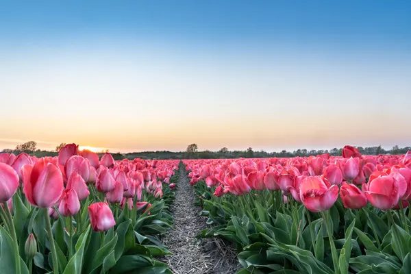 Tulip Mania: Smaller, Stranger, and More Human Than the Legend